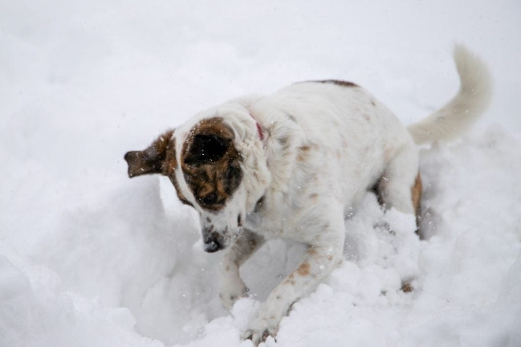 dog digging in the snow