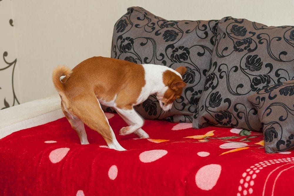 dog digging scratching in bed couch
