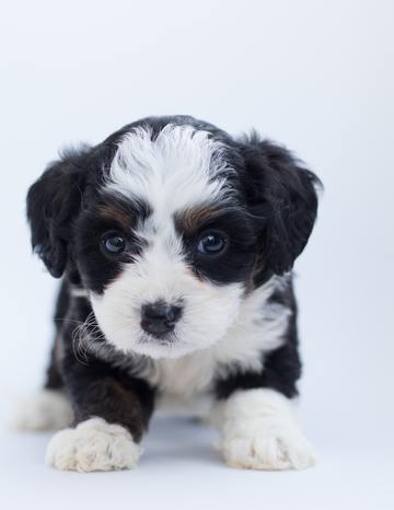 aussalier puppy - king spaniel shepherd