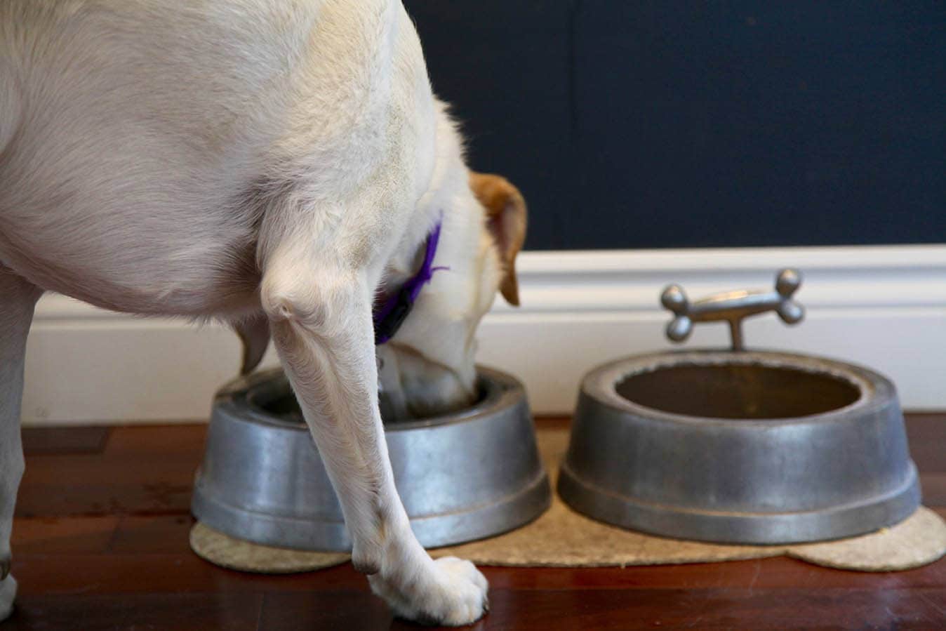 Why Your Dog Needs a Water Fountain Bowl - Proud Dog Mom