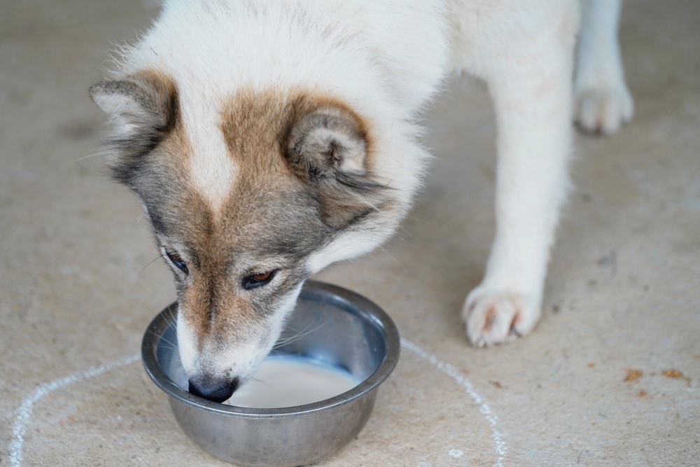 dog drinking milk from bowl