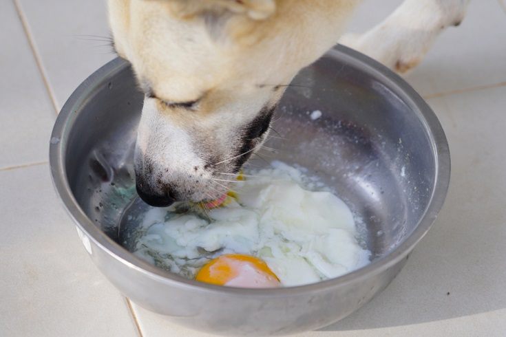 dog eat soft-boiled eggs_kphrom_shutterstock