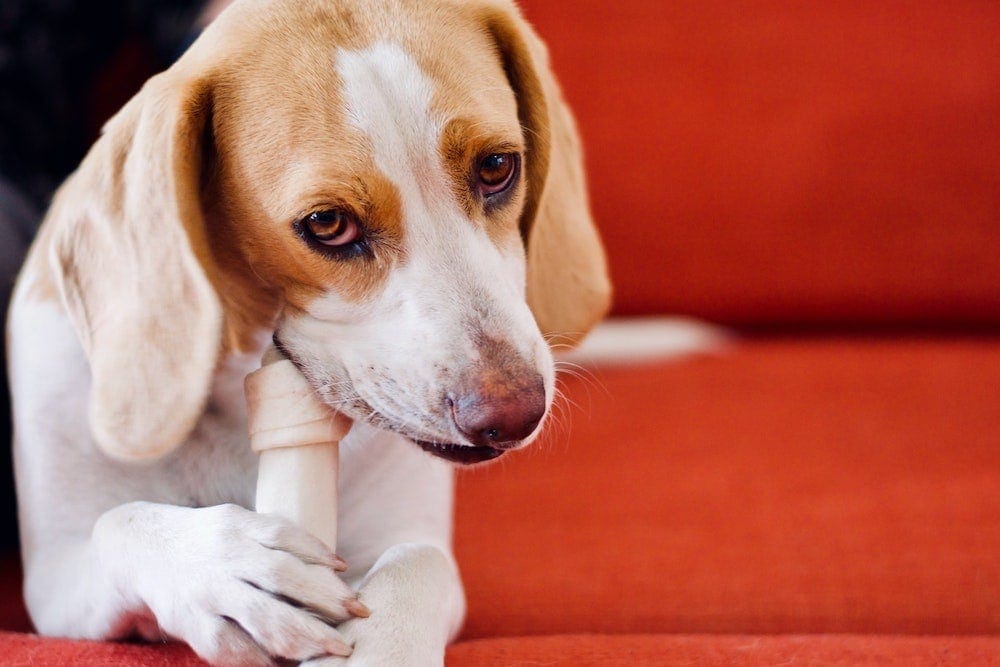 Nylabone Eaten By Dog