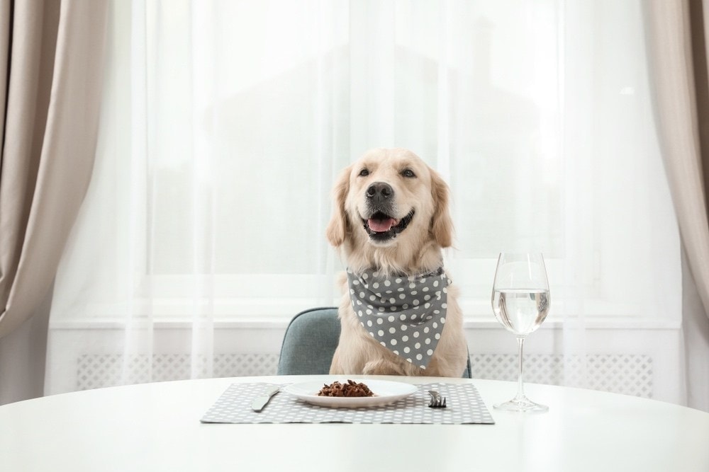 dog eating at table