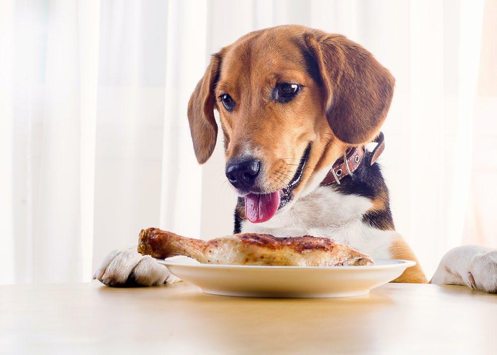 dog eating chicken grain free food