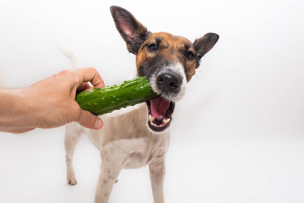 dog eating cucumber