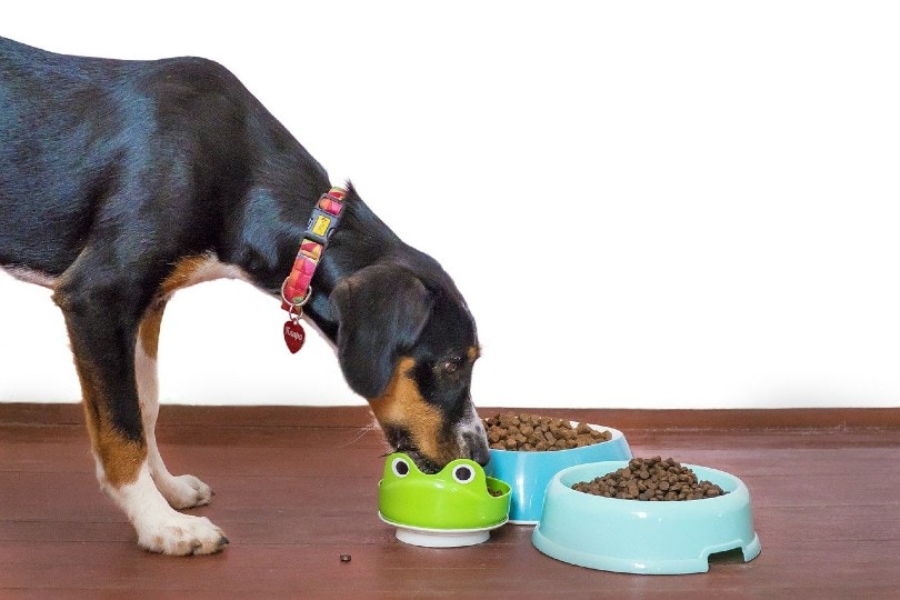 dog eating food from a dog bowl