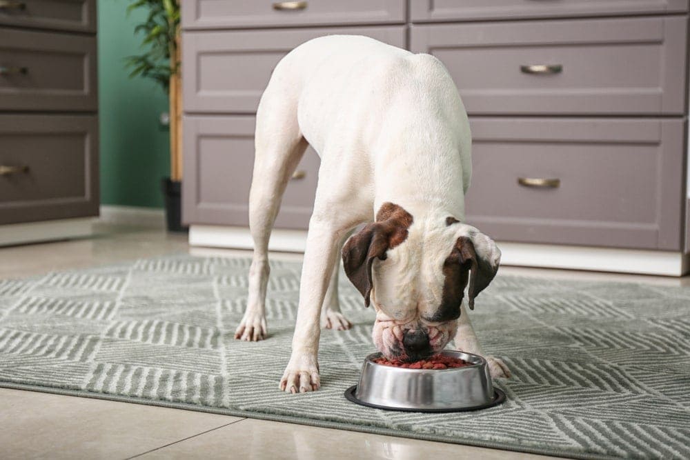 A dog eating food from a bowl in a kitchen