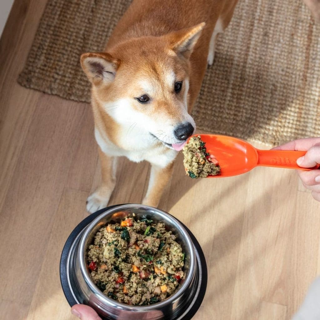dog eating ollie dog food
