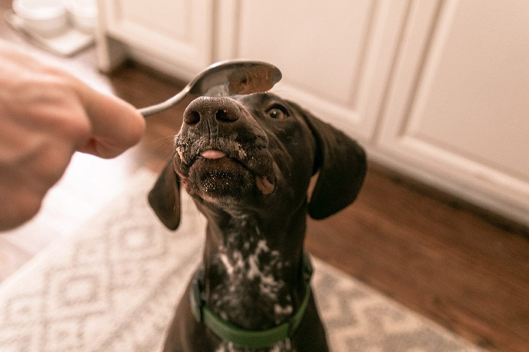 dog eating peanut butter