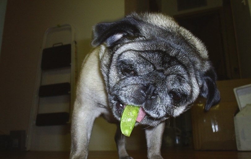 dog eating peas