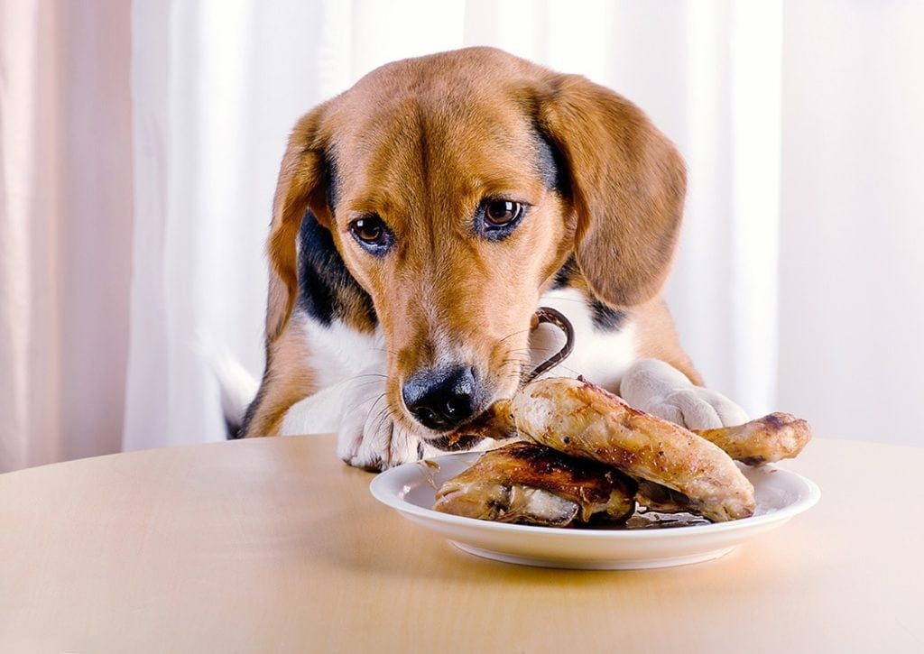 dog eating roasted chicken