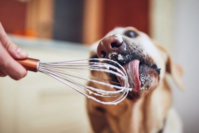 Can Dogs Eat Whipped Cream? VetReviewed Facts & Considerations Hepper