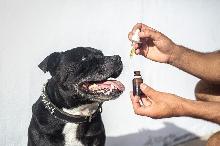 dog essential oil