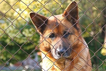 best dog fence wire