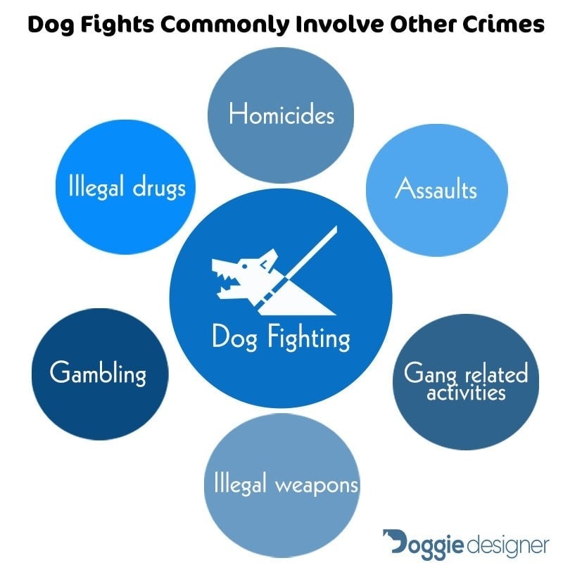 dog fight graphic