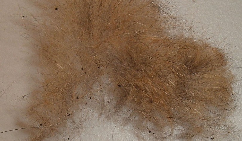 dog fleas