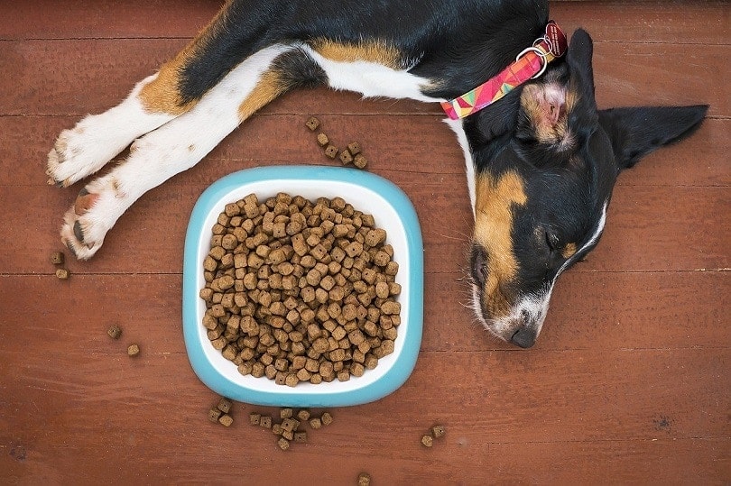 dog food full pixabay