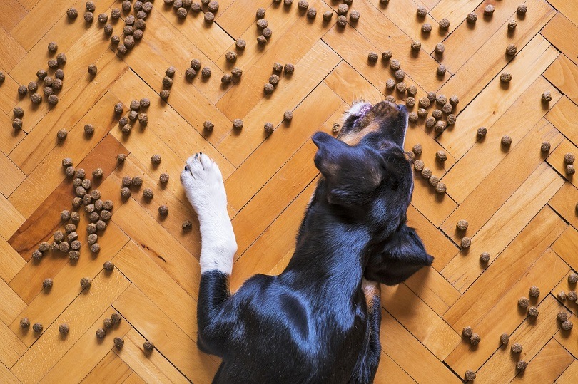 dog food on floor