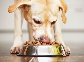A dog eating dog food