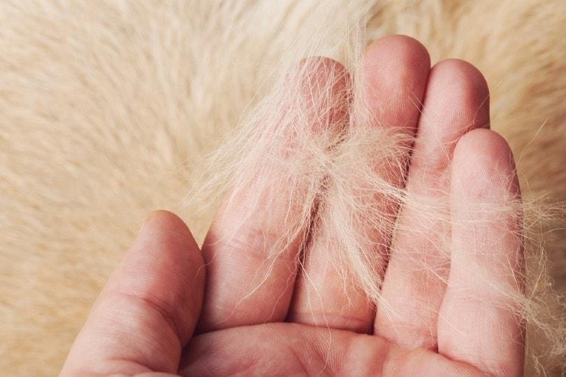 dog fur shedding