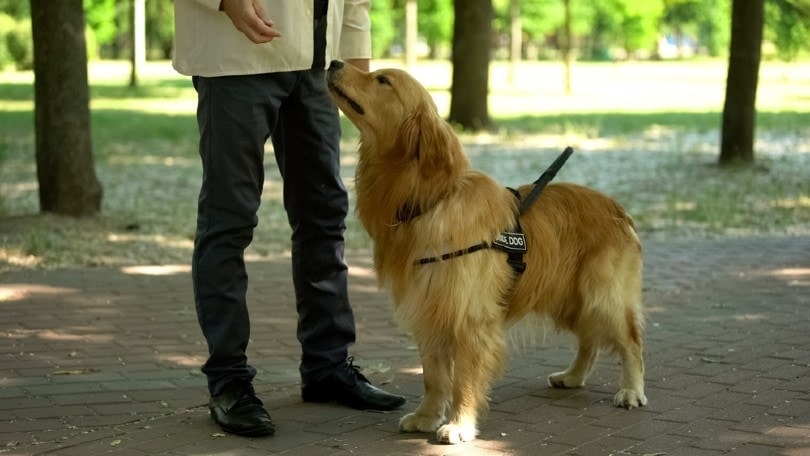 dog handler training pet