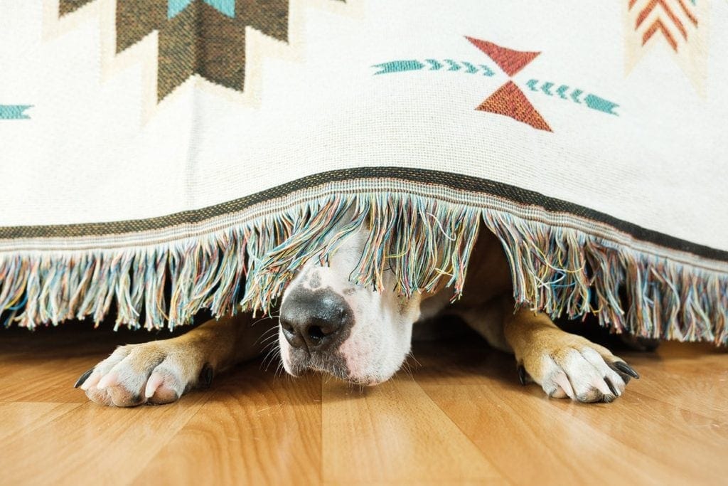 con chó trốn dưới ghế sofa