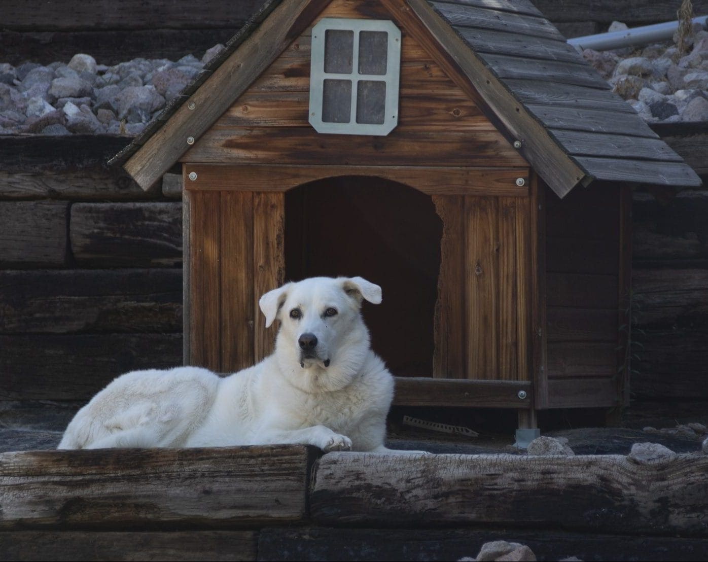 a dog house during winter