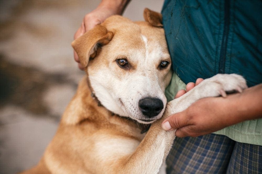 Boxspring dog sales