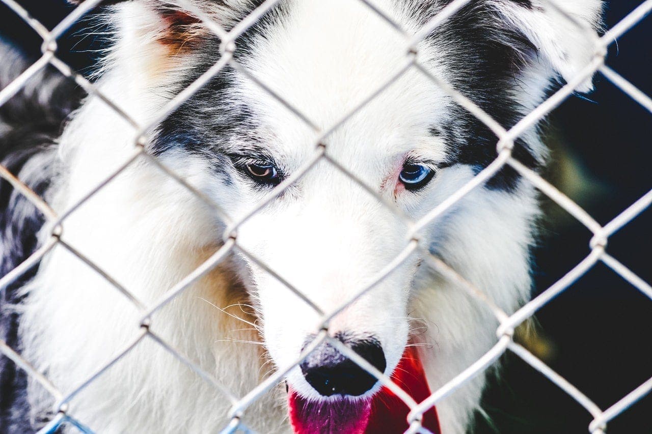 how do i keep my dog from climbing the fence