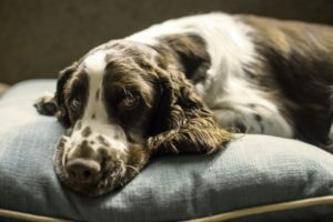 dog in a polyester bed