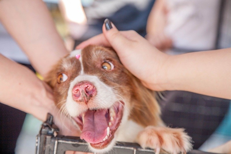 Adoption – Le chien dont la tête fait craquer les internautes