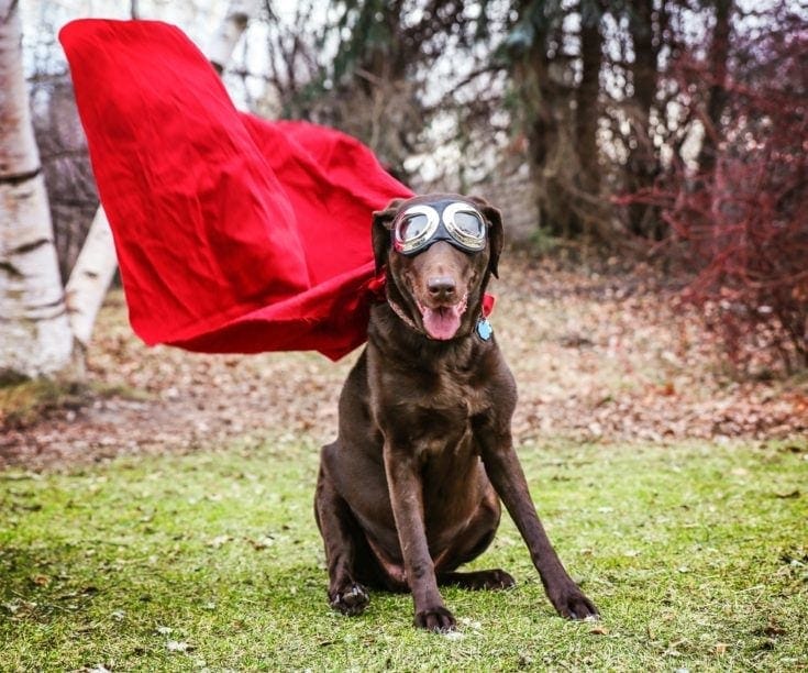 geeky dog in cape