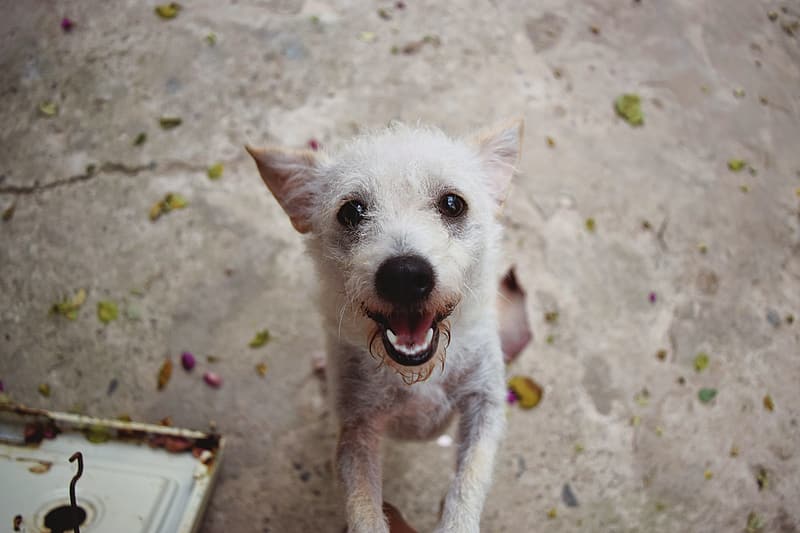 dog in concrete floor