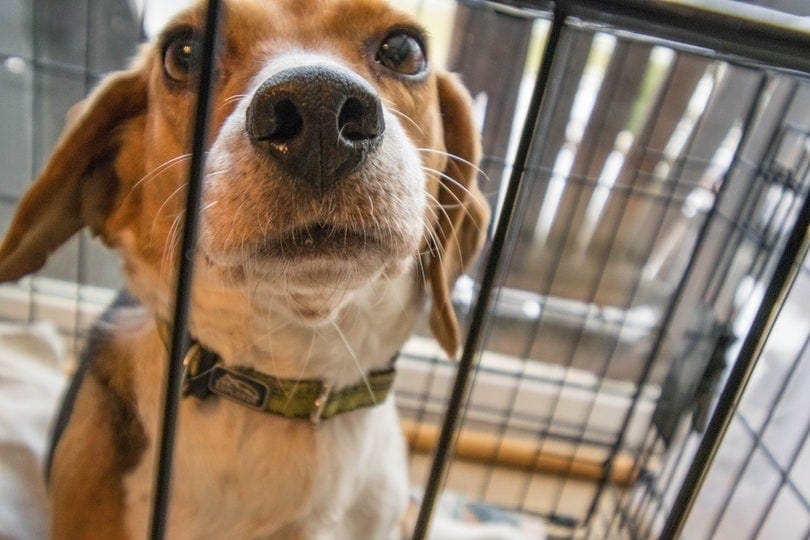 dog in crate needing toys