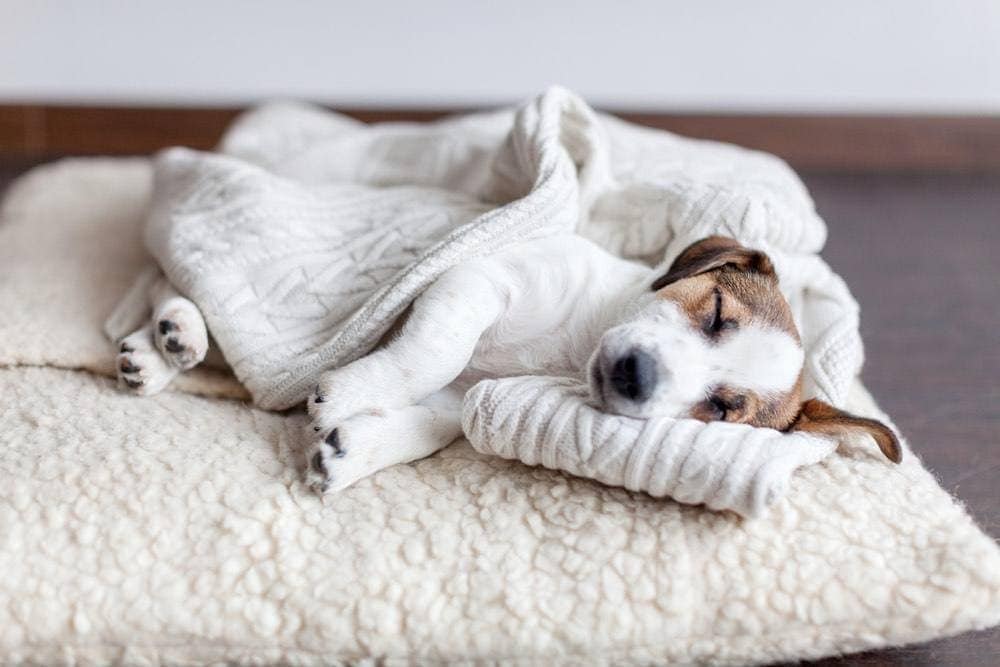 dog in dog bed