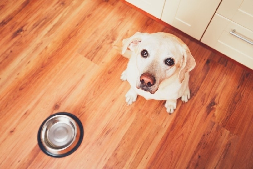 dog in front of the empty bowl