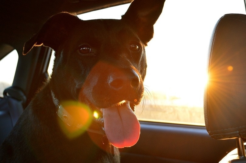 dog in hot car- pixabay