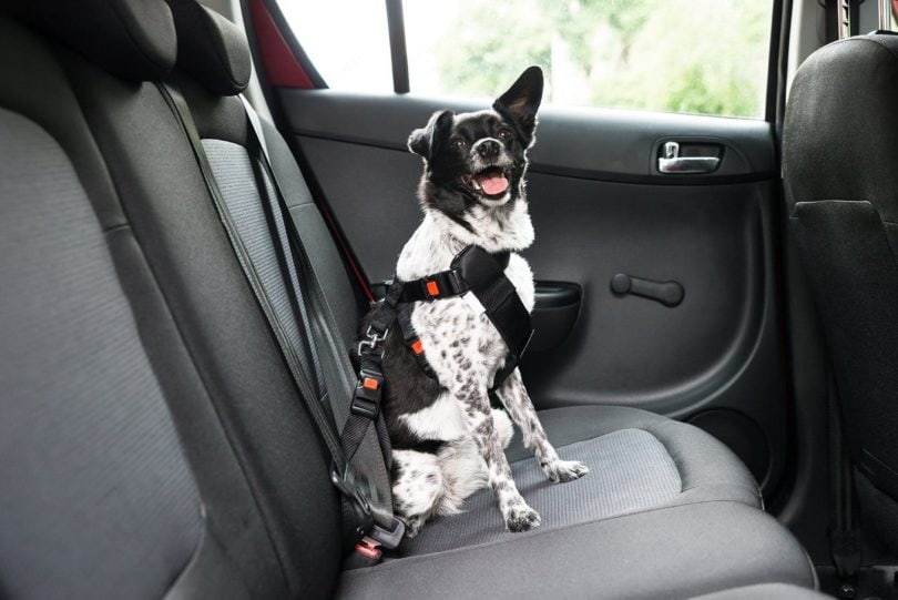 dog in ride sharing car
