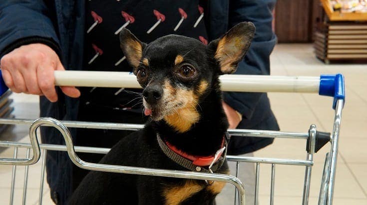 dog in shopping cart