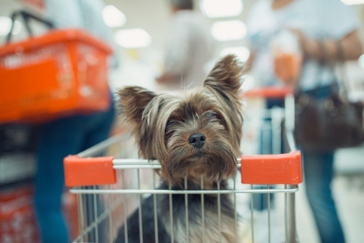 dog in shopping cart