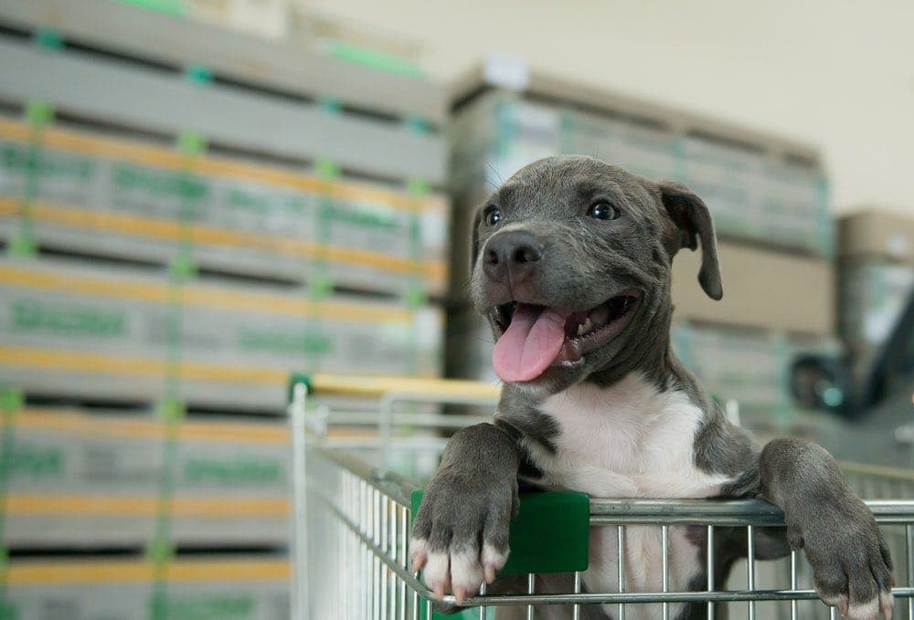 dog in shopping trolley