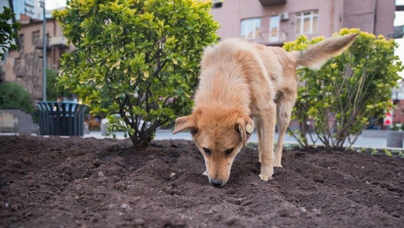 dog in soil in the street