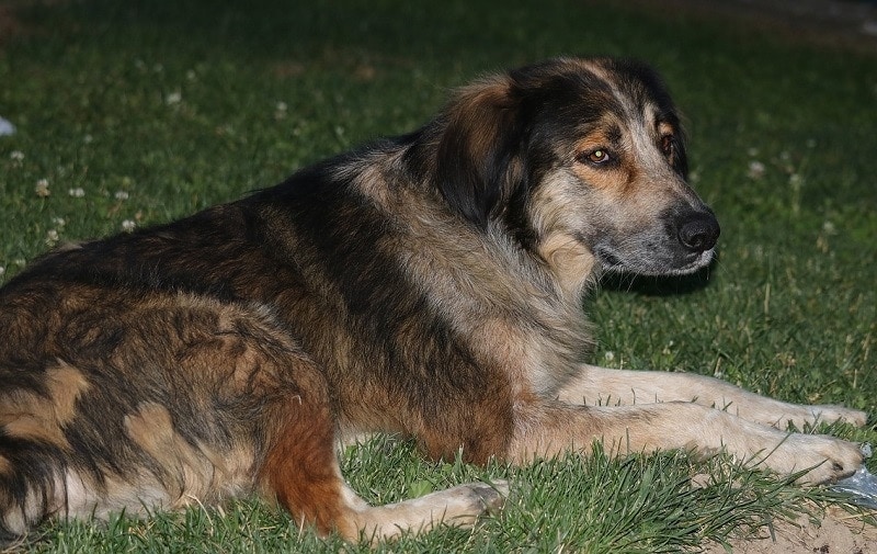 dog in the garden at night