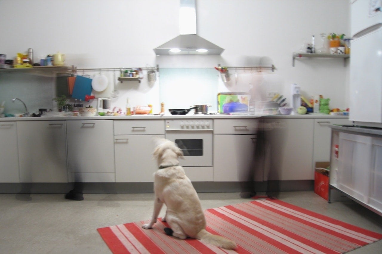 con chó trong nhà bếp