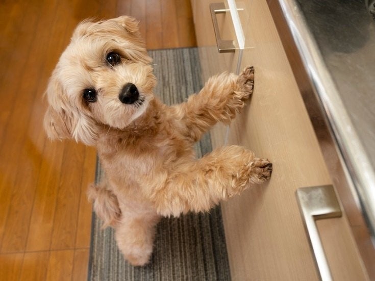 dog in the kitchen