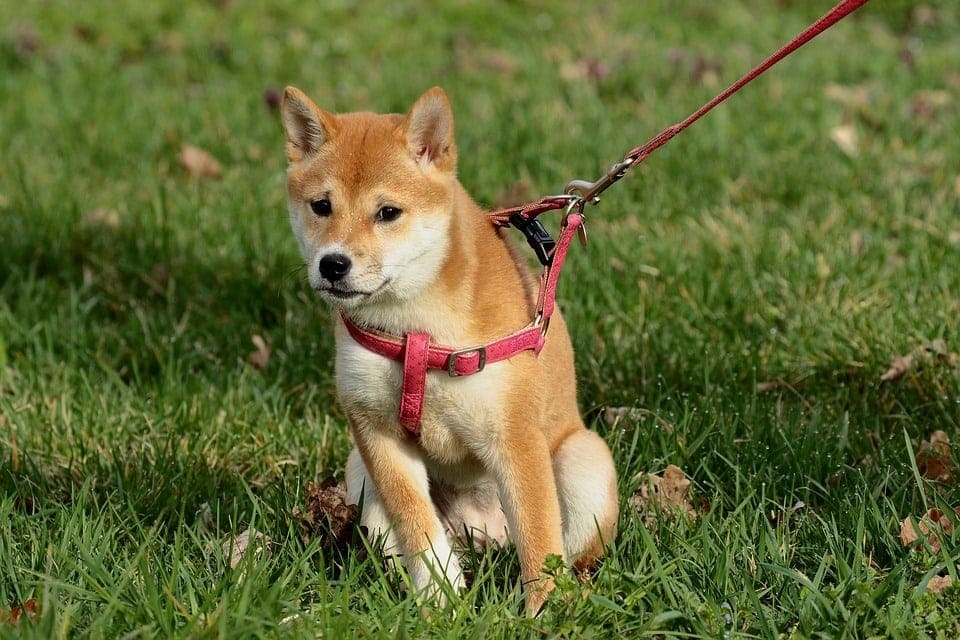 dog in the park with harness and leash