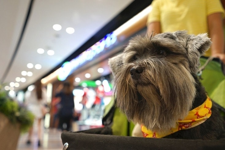 dog in the shopping mall