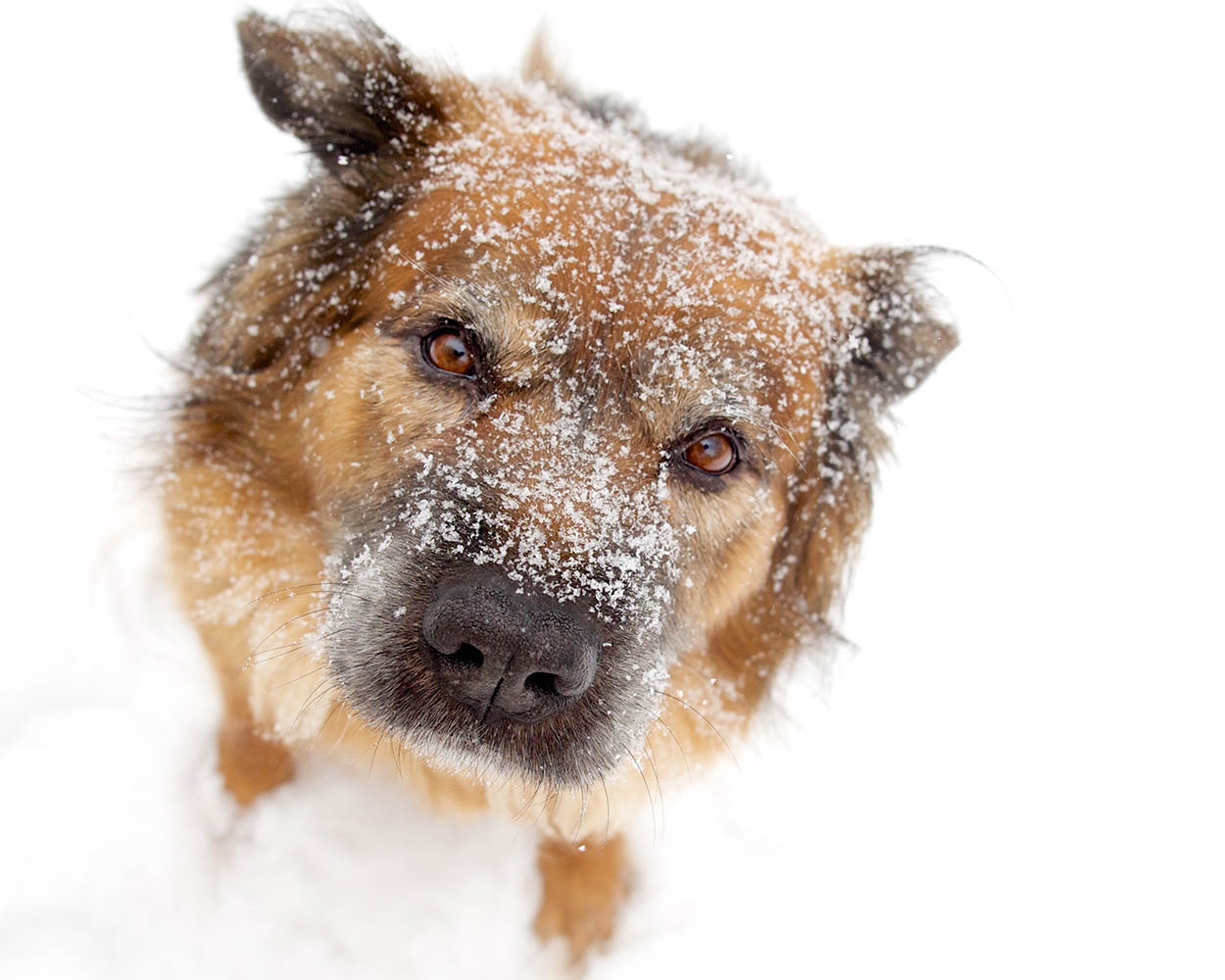dog in the snow