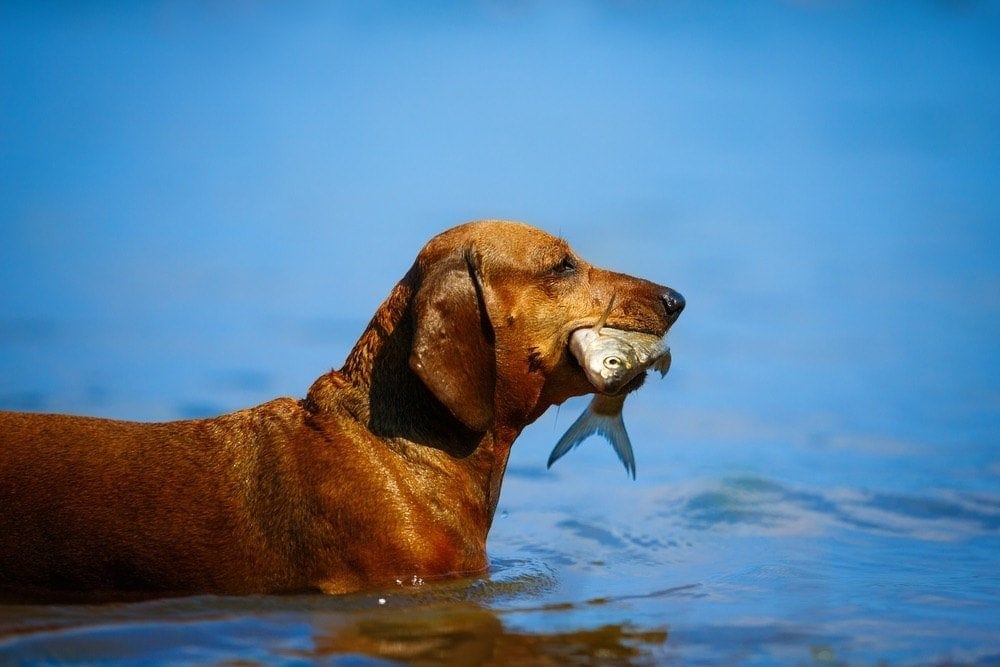 con chó trong nước ăn cá